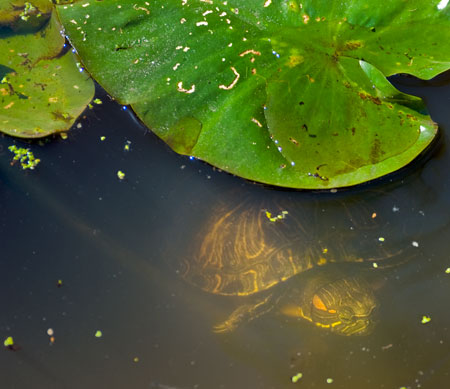 A young turtle surfacing under a waterlily pad.