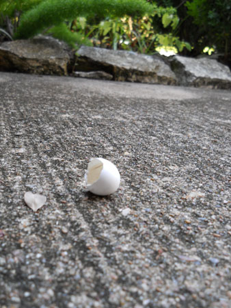 A white dove egg, hatched, laying on the concrete sidewalk next to a hedge.