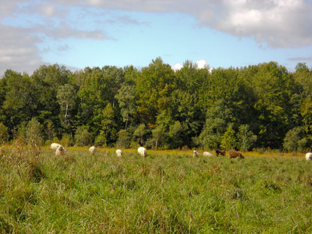 A herd of sheep grazing in an overgrown pasture.