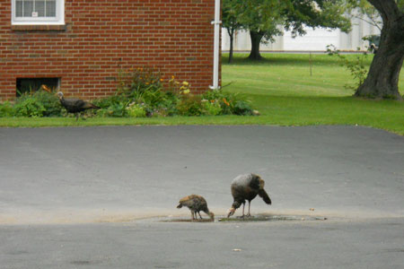 A turkey and her child stoop to drink from a parking lot puddle.
