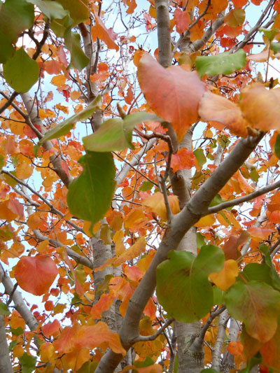 Limbs of green, yellow, and red leaves.