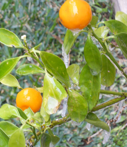A branch of a dwarf orange tree with icicles